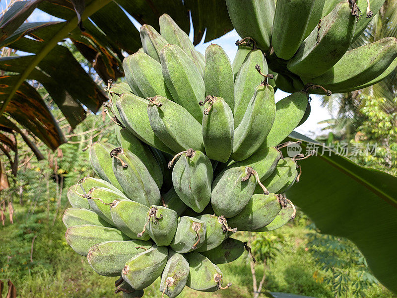 kepok香蕉(Musa acuminata × balbisiana)在树上